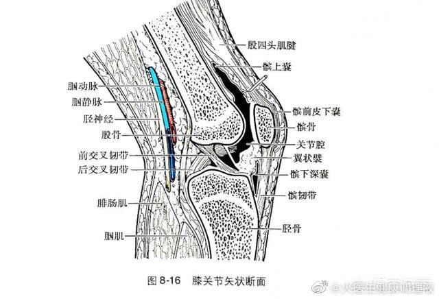 膝关节损伤如何康复(图1)